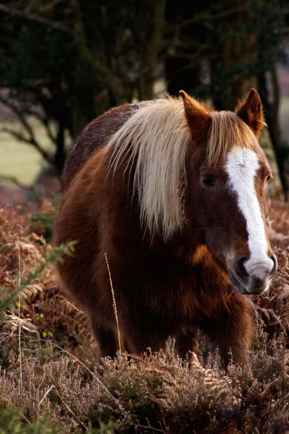 Free Image of Majestic horse stands in natural habitat 