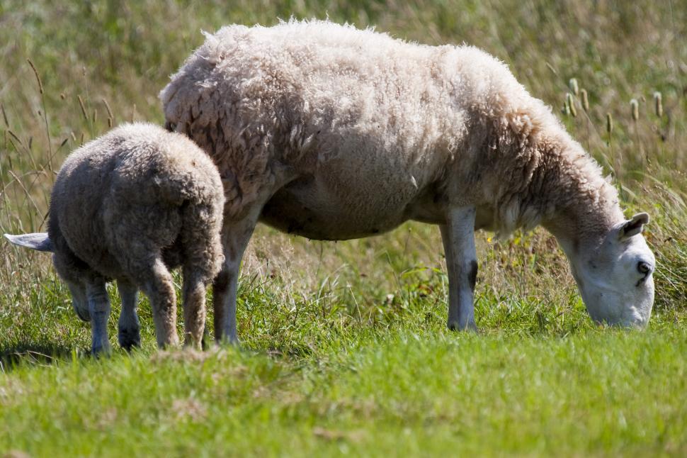 Free Image of Sheep 