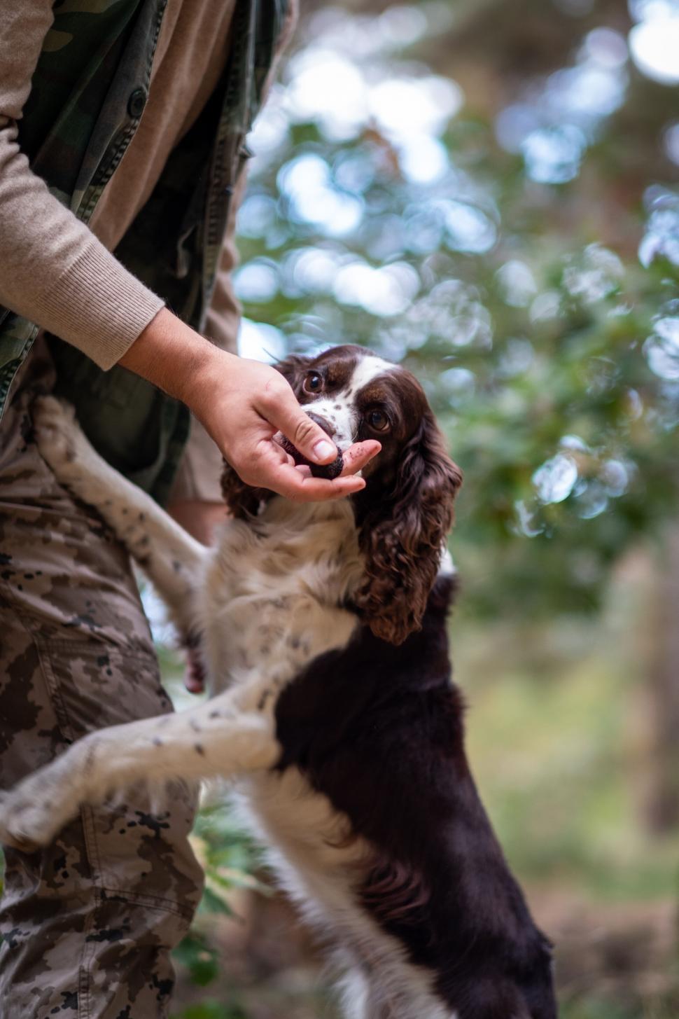 Free Image of Dog looks up at owner s hand for treat 