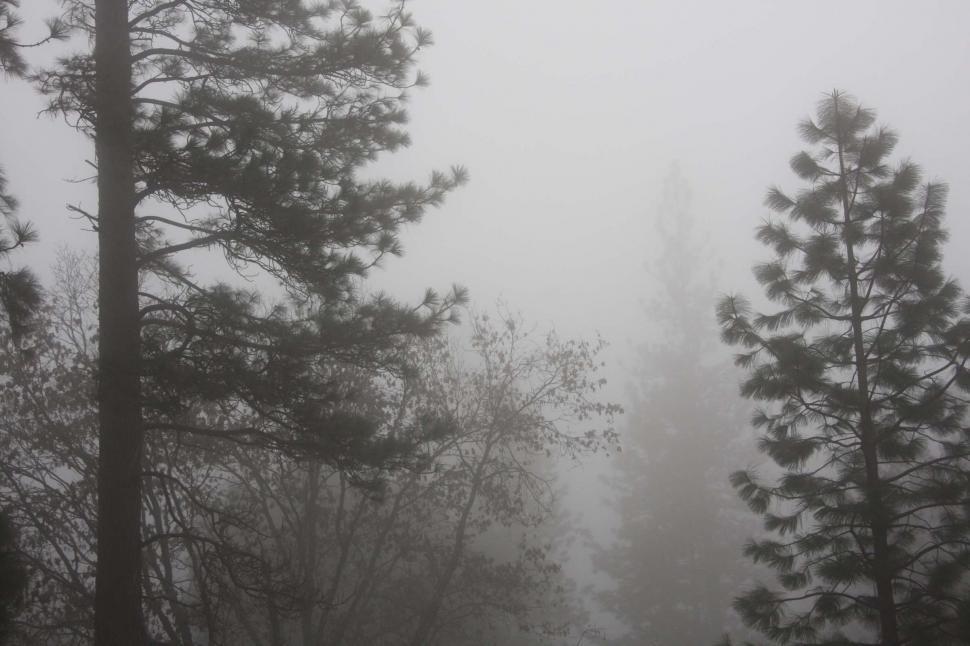 Free Image of Misty Forest Landscape in Black and White 