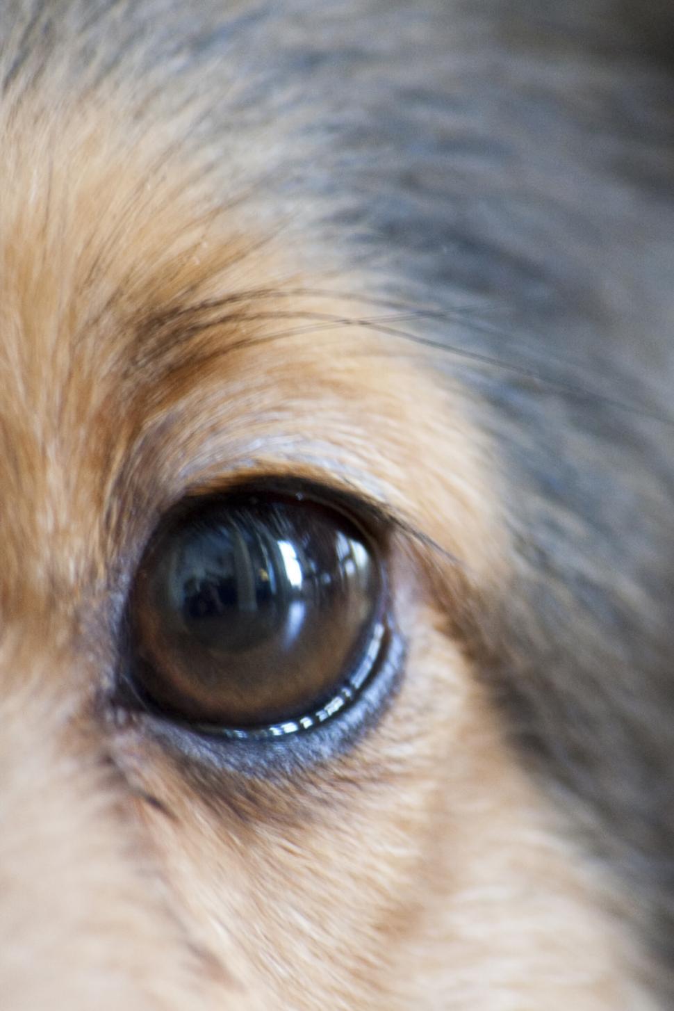 Free Image of I See 