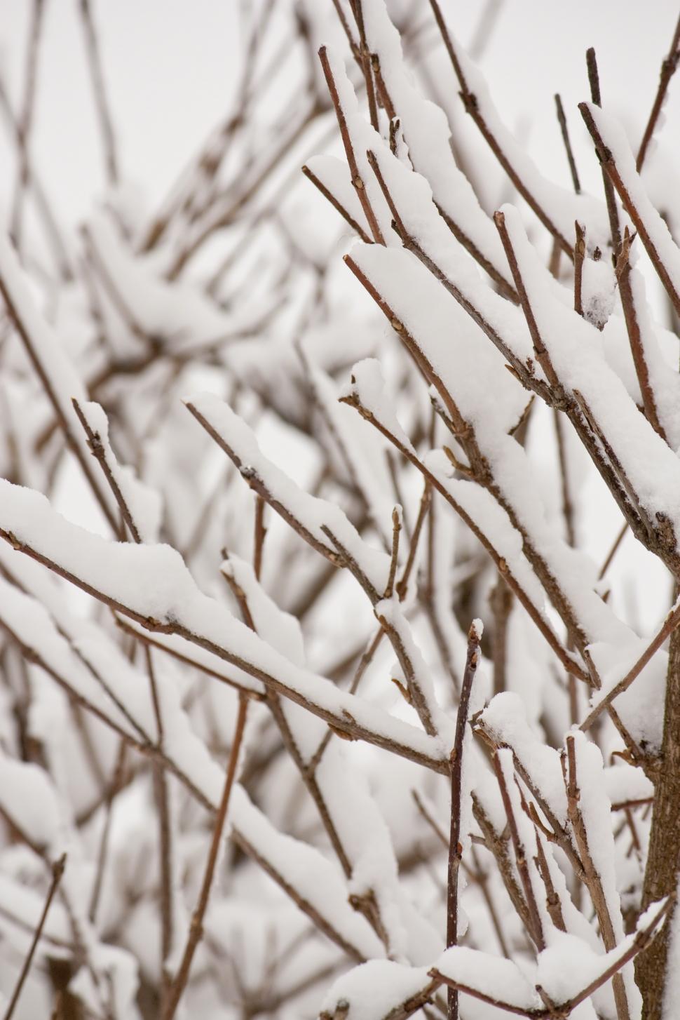 Free Image of Branches 