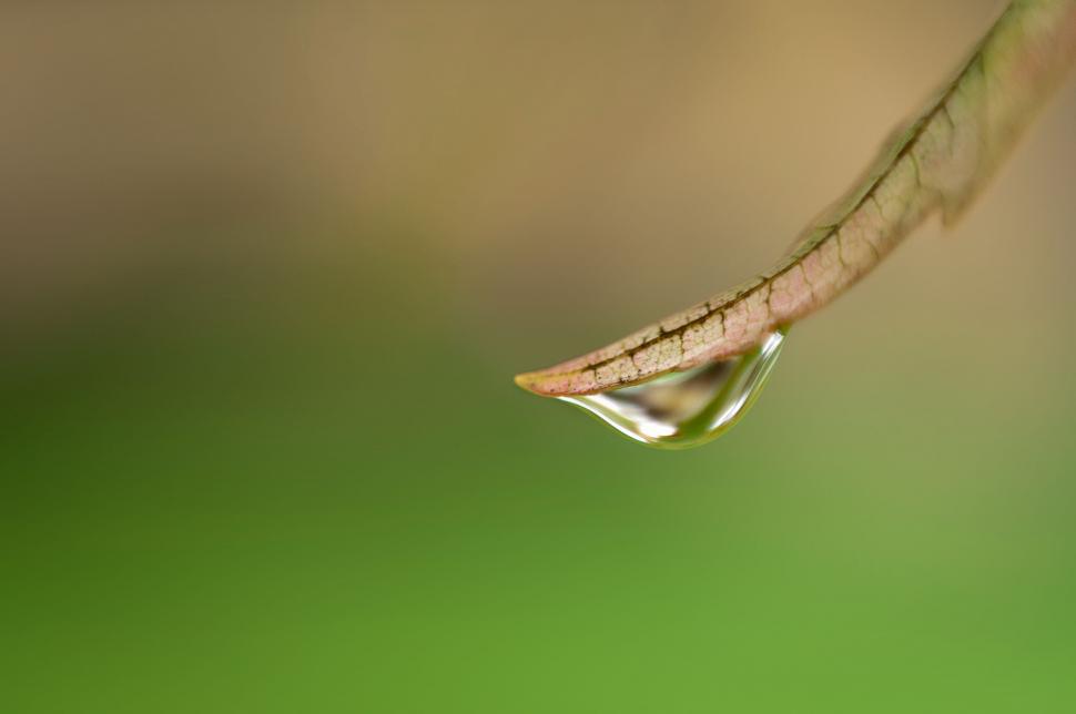 Free Image of Water droplet on leaf tip against green 