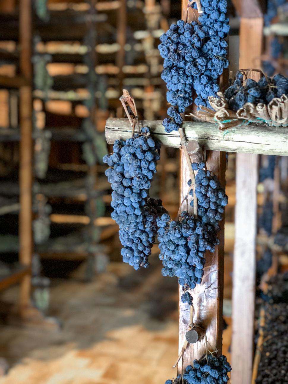Free Image of Black grapes hanging in a rustic storage 