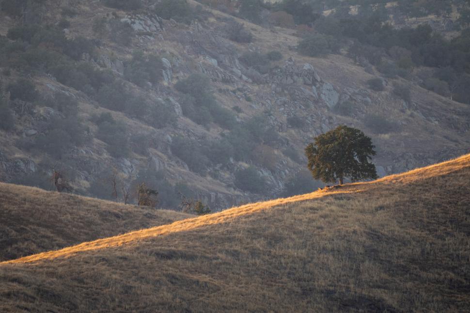 Free Image of Lone tree on a golden hill at dusk 