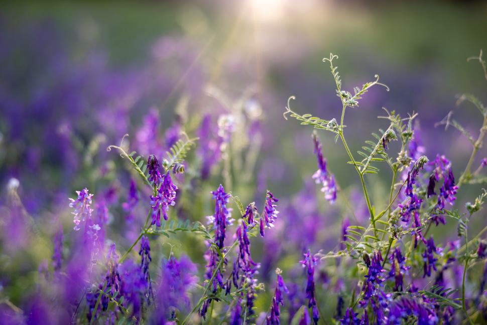 Free Image of Purple Flowers in Sunlit Field 