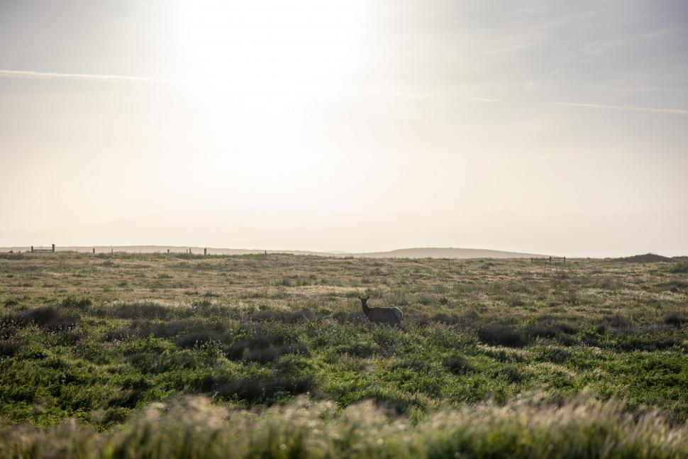 Free Image of Horse grazing in a tranquil field 