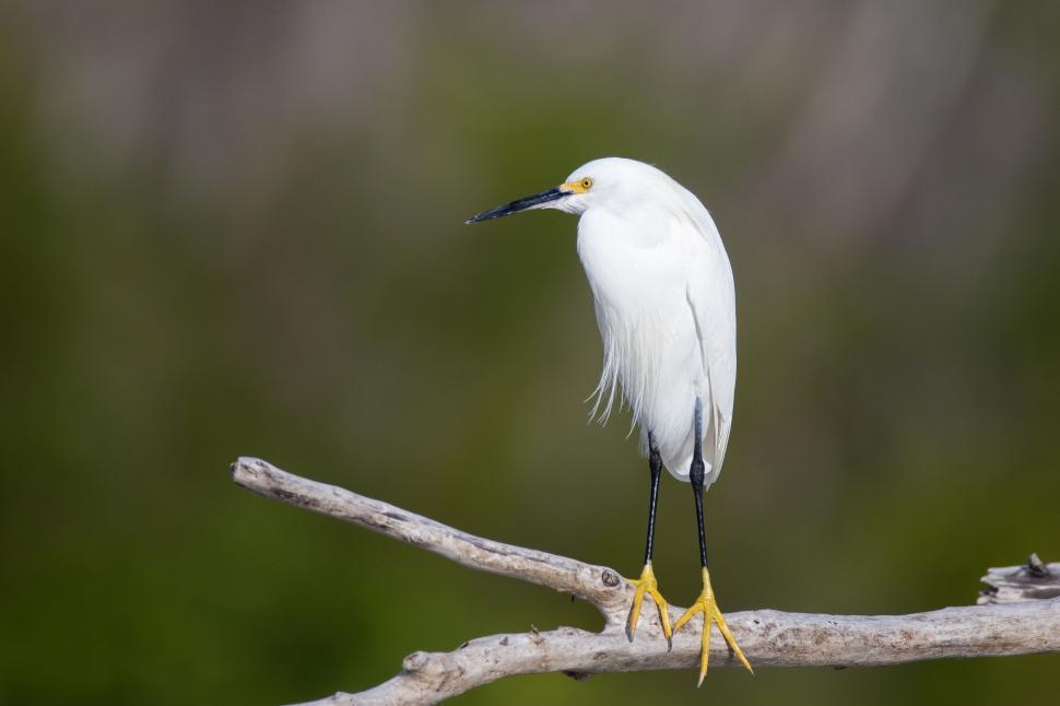 Free Image of White egret standing on a branch 