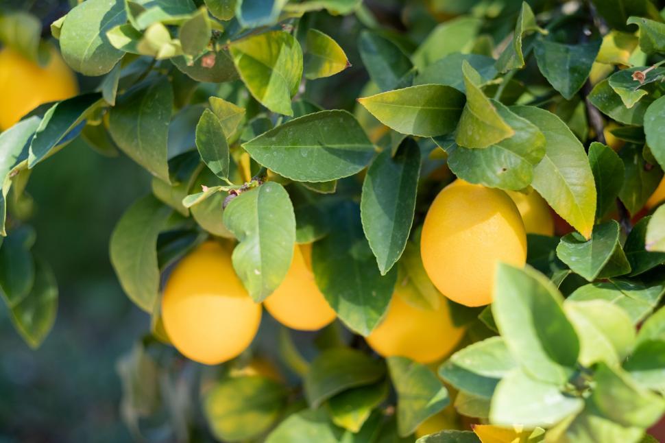 Free Image of Ripe lemons hanging on a tree with green leaves 