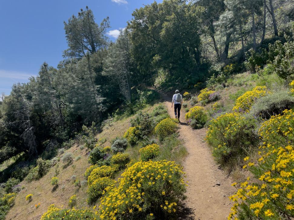 Free Image of Person Walking Down Trail in the Woods 