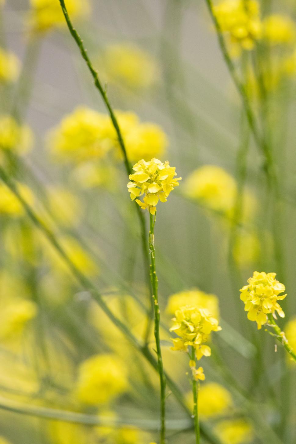 Free Image of Close-up of yellow wildflowers 