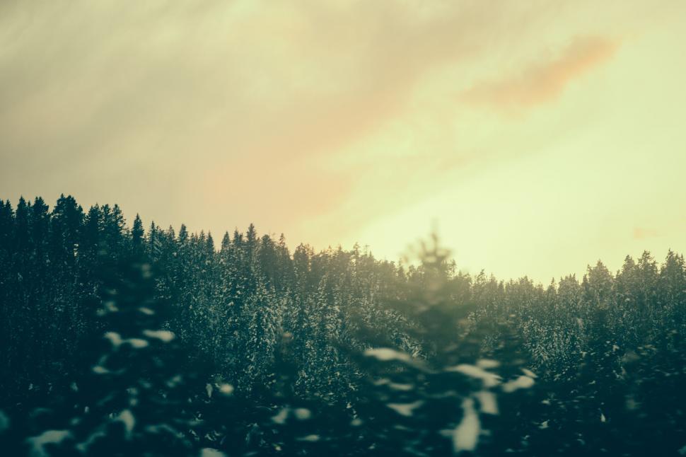 Free Image of Snowy treetops under a pastel sunset sky 