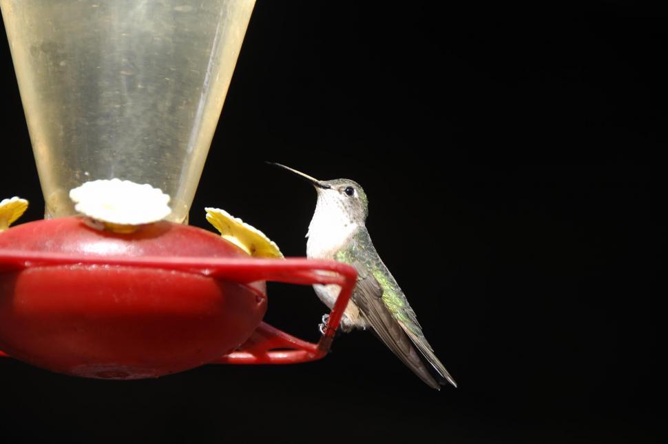 Free Image of Hummingbird on feeder 