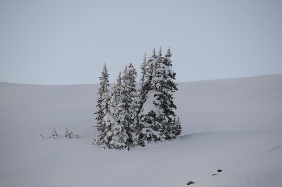 snowy pine trees