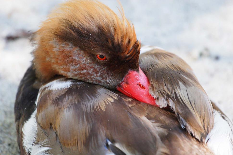 Free Image of Resting duck 