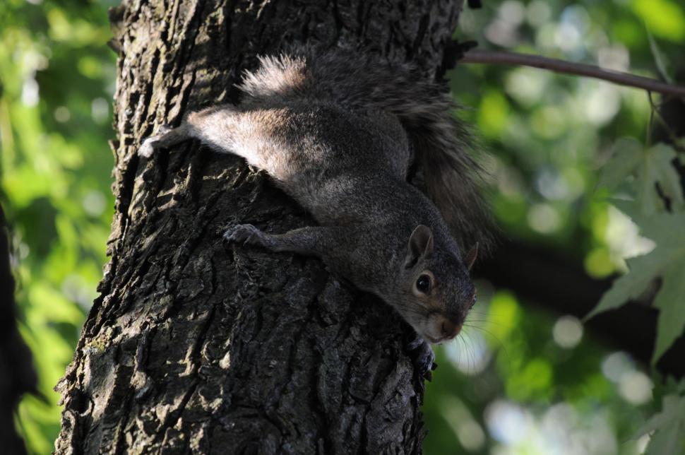 Free Image of Squirrel 