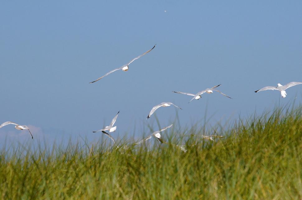 Free Image of Seagulls flying 
