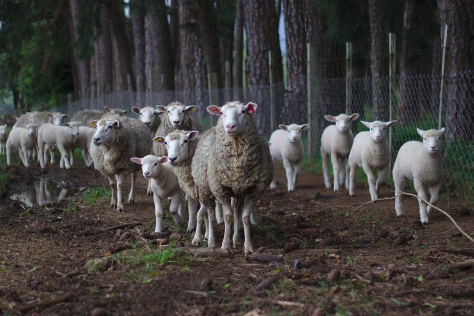 Free Image of Flock of sheep staring curiously at the camera 