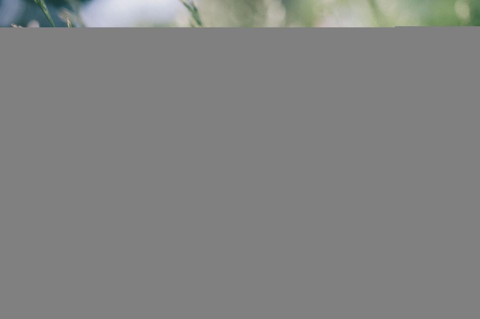 Free Image of Close-up of wild grass in a field 