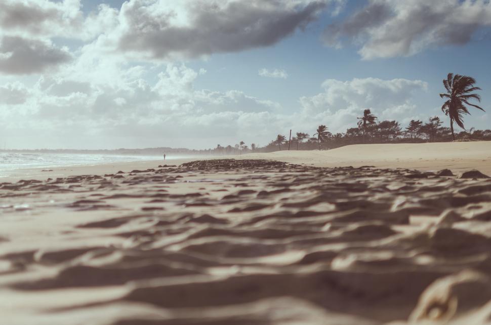 Free Image of Sandy beach with palm trees and cloudy sky 