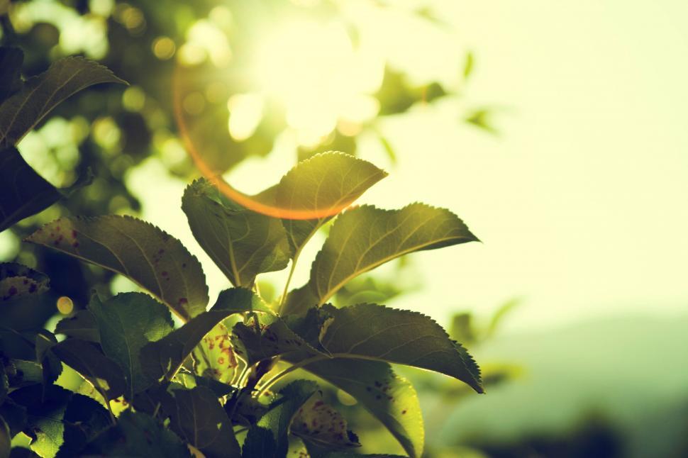 Free Image of Close-up of sunlit green leaves 