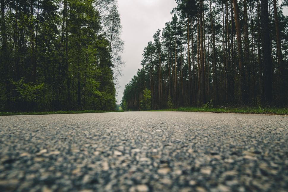 Free Image of Low angle view of an empty road and trees 