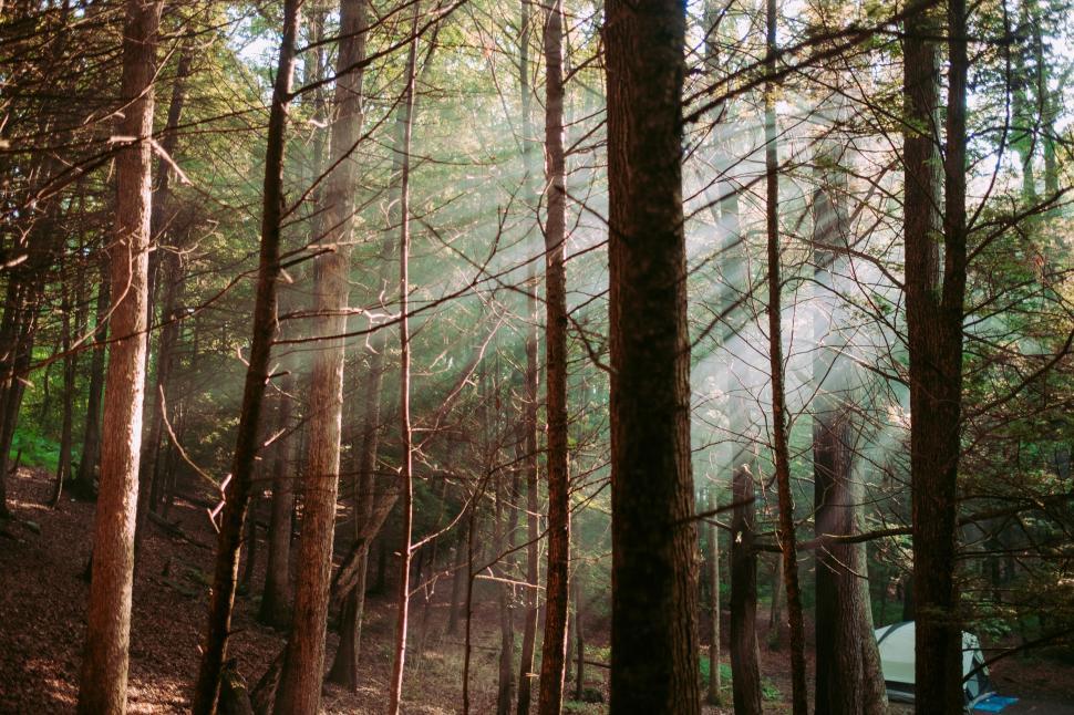 Free Image of Sunlight filtering through forest trees 