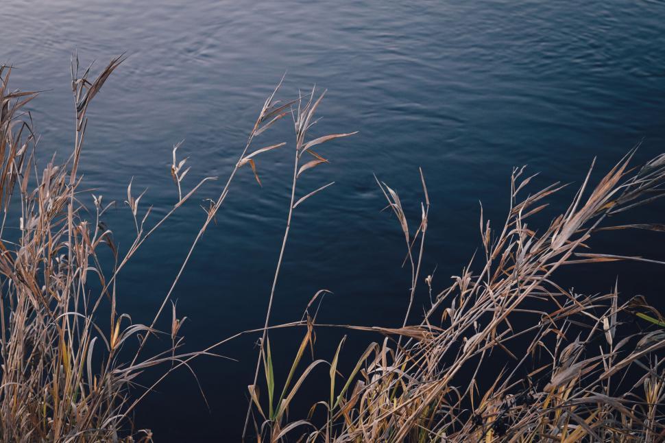 Free Image of Twilight over calm lake with reeds 