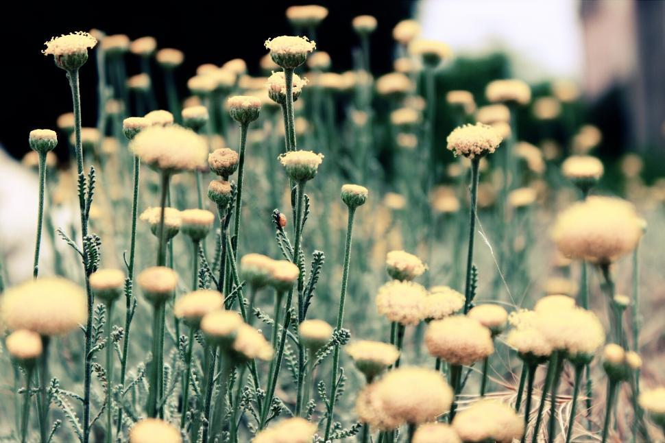 Free Image of Field of yellow wildflowers in bloom 