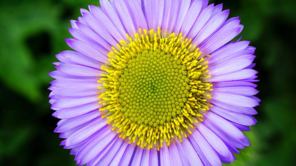 Free Image of Close-up of a purple aster flower 