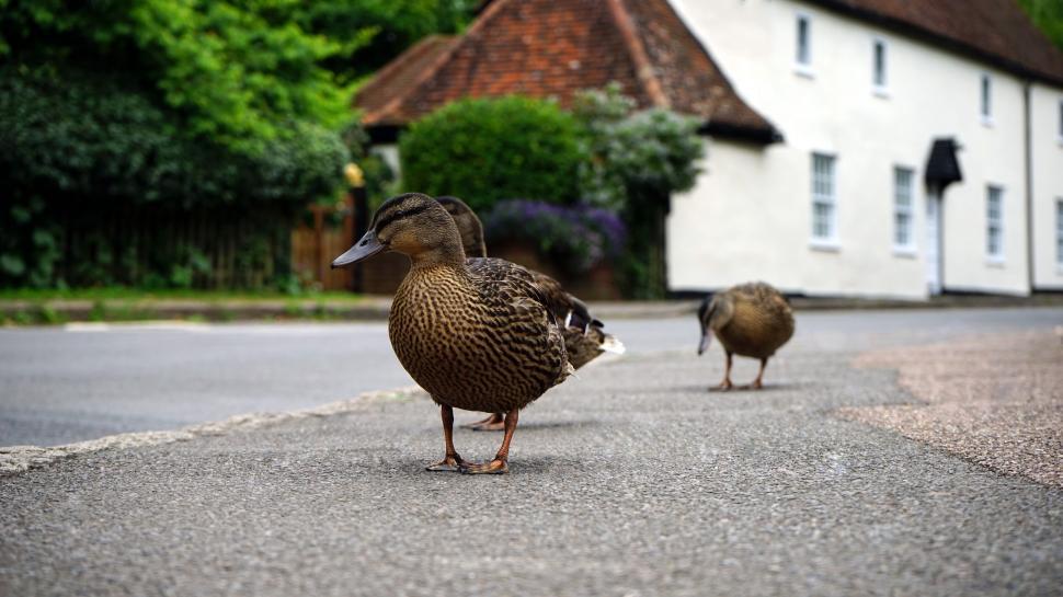 Free Image of Ducks crossing a quiet village road 