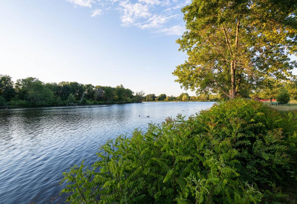 Free Image of Serene park with a tree overlooking a lake 