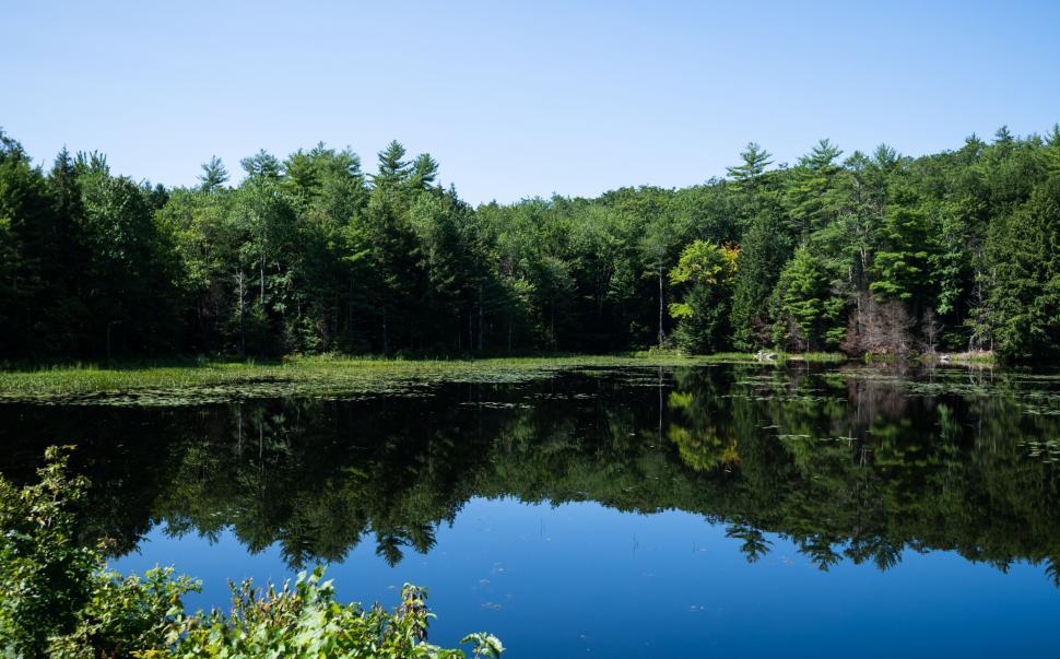 Free Image of Forest reflected in a still lake 