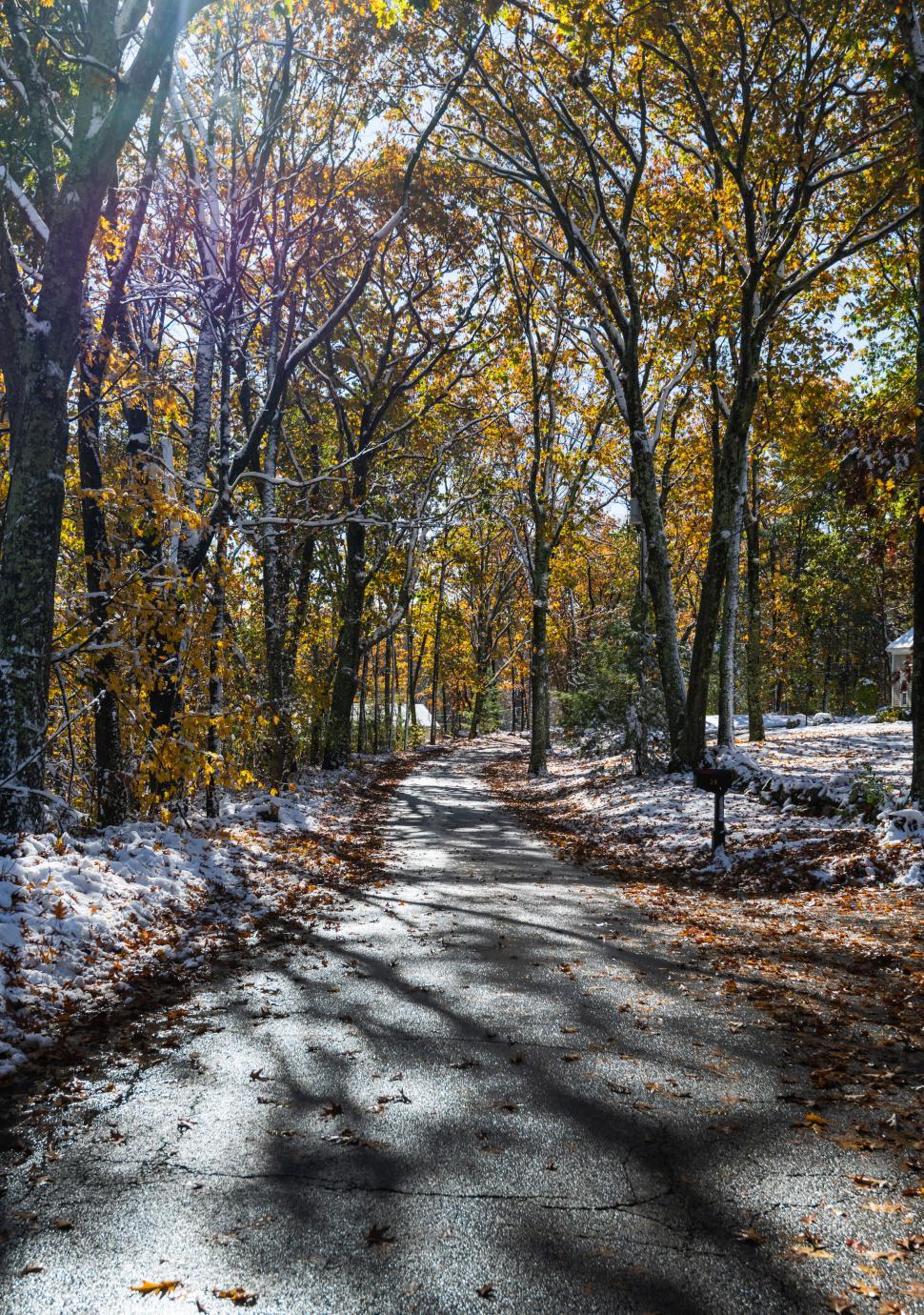 Free Stock Photo of Sunlit Forest Road with Autumn Leaves | Download ...