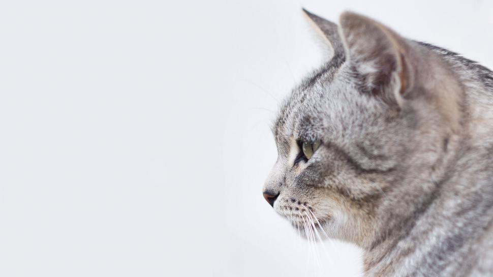 Free Image of Close-up of a tabby cat gazing away 