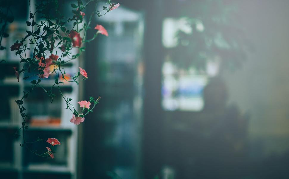Free Image of Blooming flowers with blurred background 
