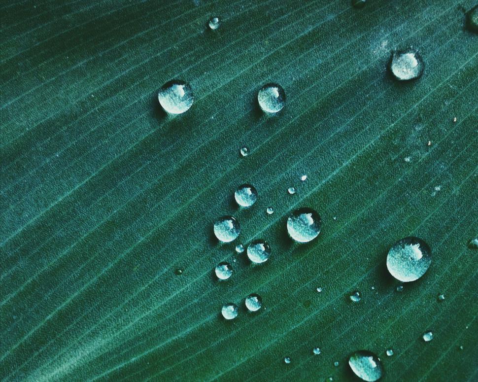 Free Image of Vivid green leaf with sparkling droplets 