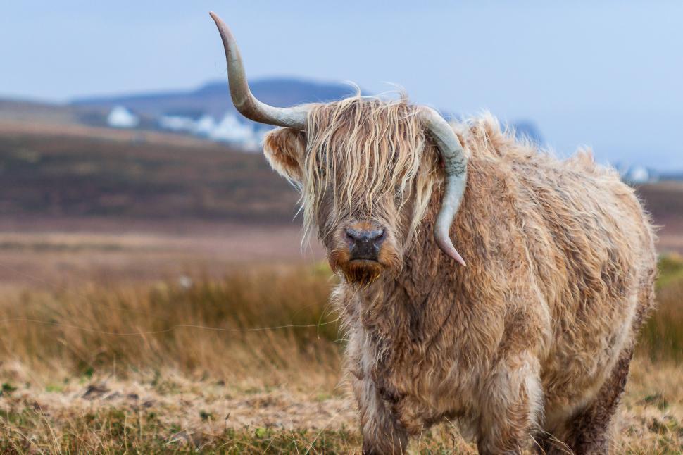 Free Image of Highland cow in field with blurred background 