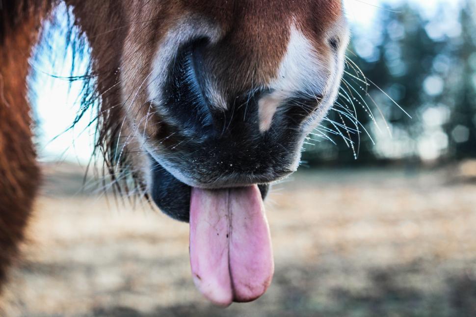 Free Image of Cow with tongue out in a playful manner 