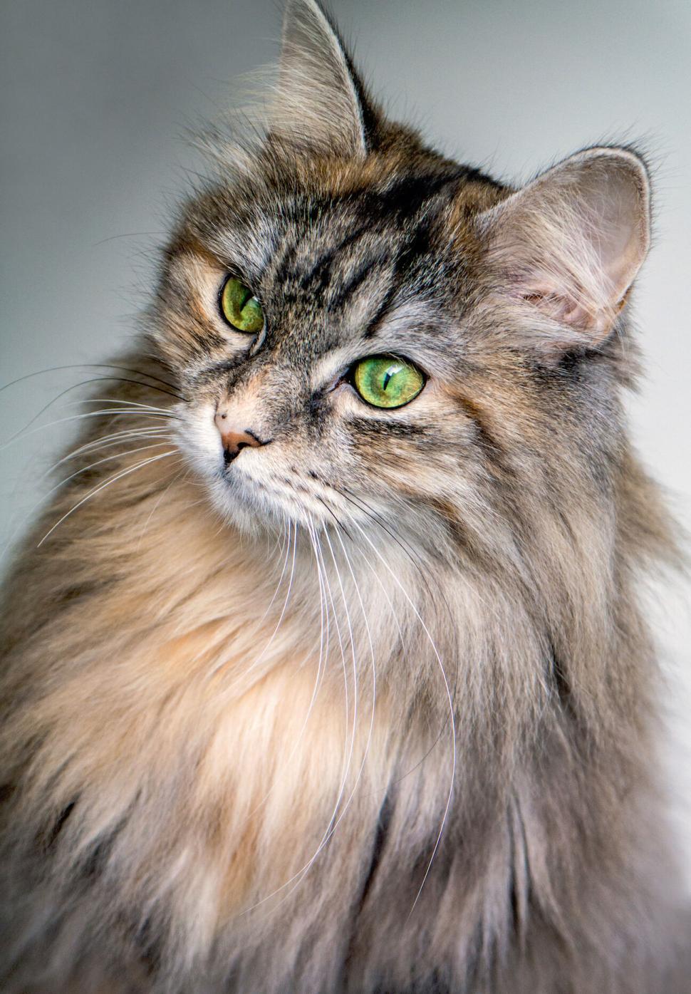 Free Image of Portrait of a long-haired Maine Coon cat 