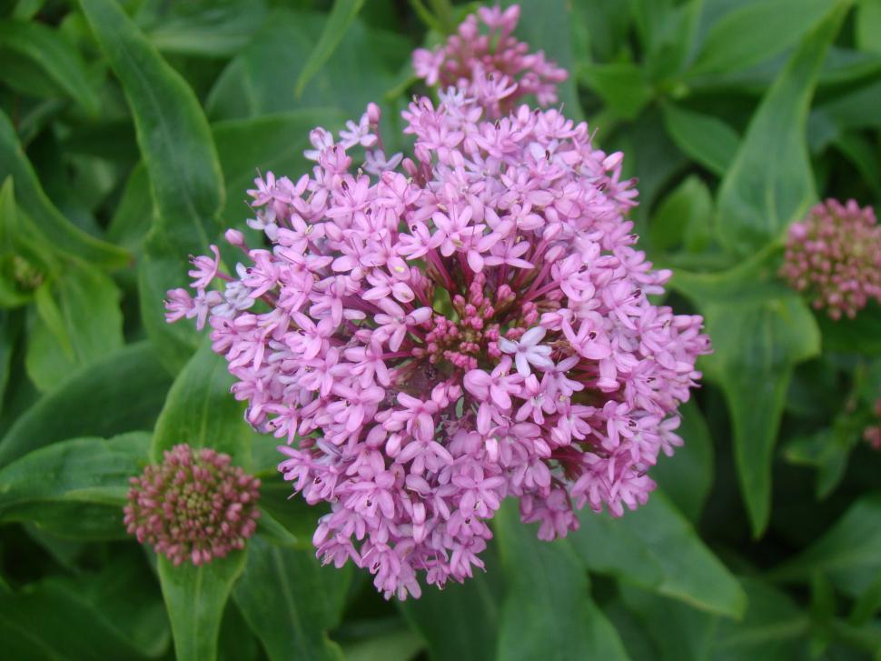 Free Image of Vibrant pink blooms with lush green backdrop 