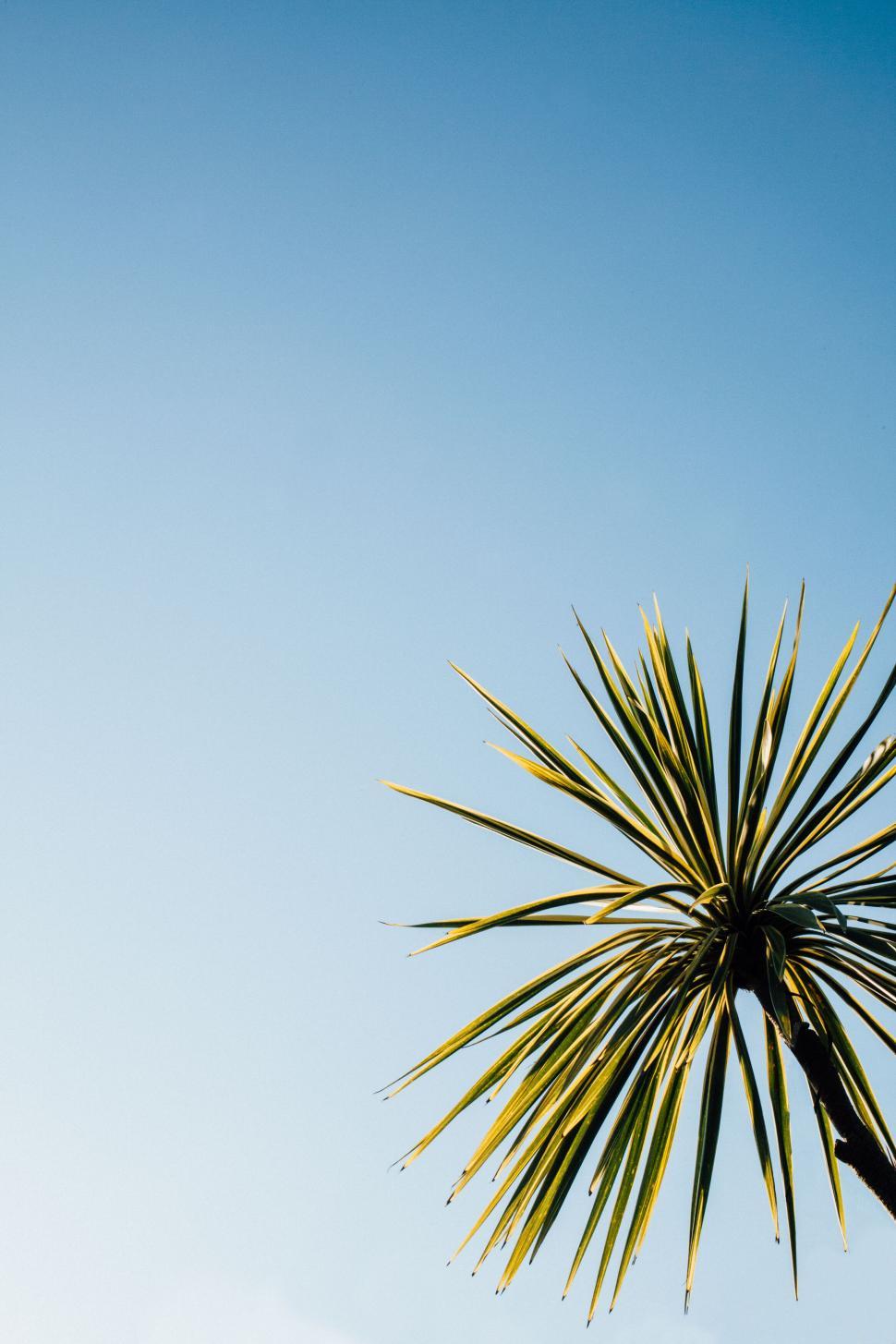 Free Image of Palm tree against clear blue sky 