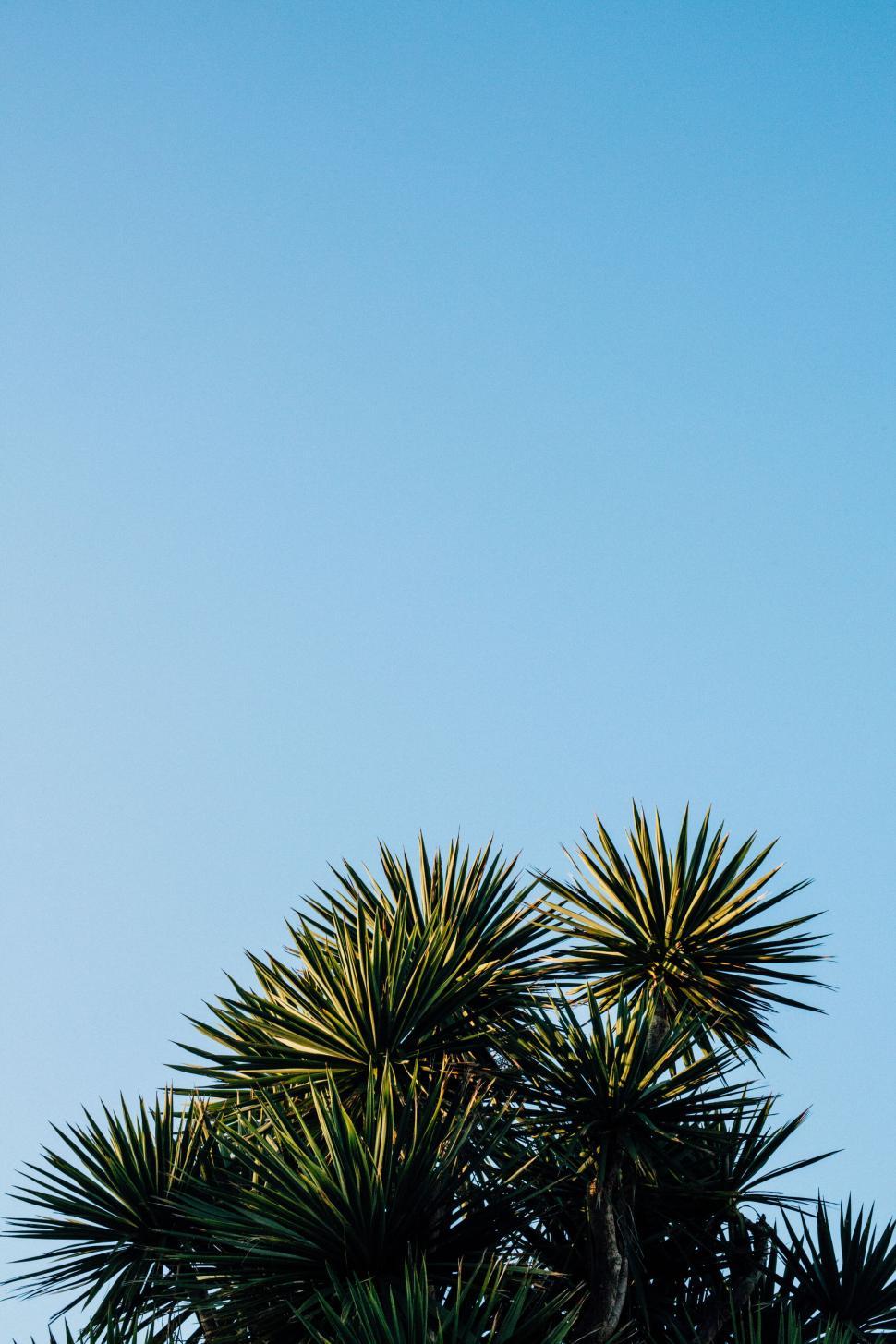 Free Image of Skyward view of palm leaves against sky 