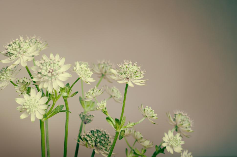 Free Image of White flowers with soft background 