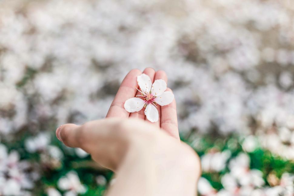 Free Image of Hand holding a cherry blossom 