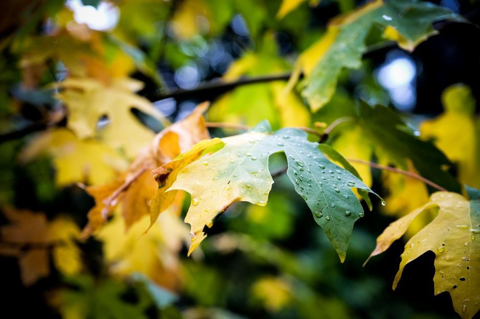 Free Image of Autumn leaves with dew drops close up 