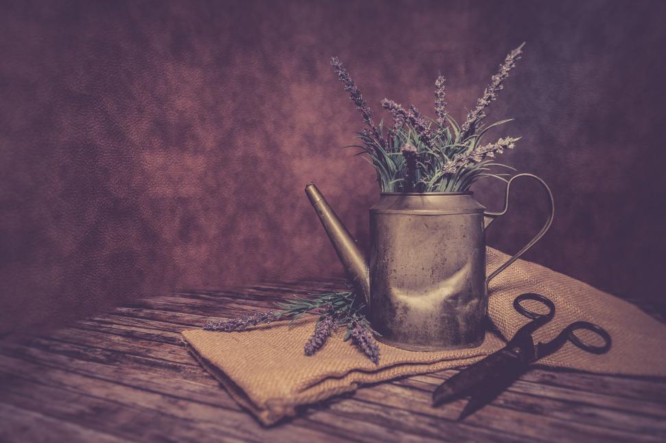 Free Image of Vintage watering can with lavender flowers 
