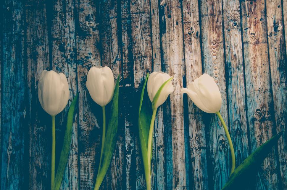 Free Image of Rustic wooden backdrop with white tulips 