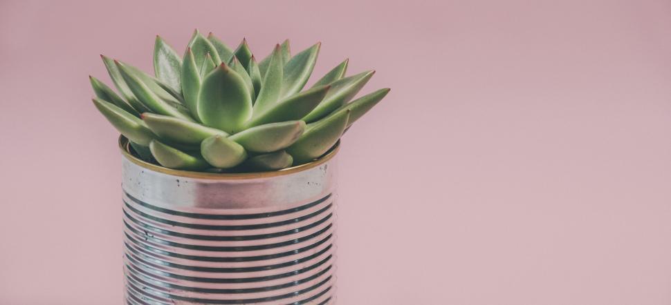Free Image of Green succulent in a tin can on pink background 