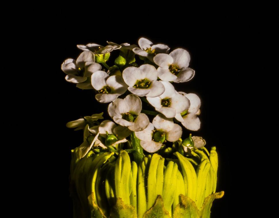Free Image of Vibrant white flowers on a dark background 